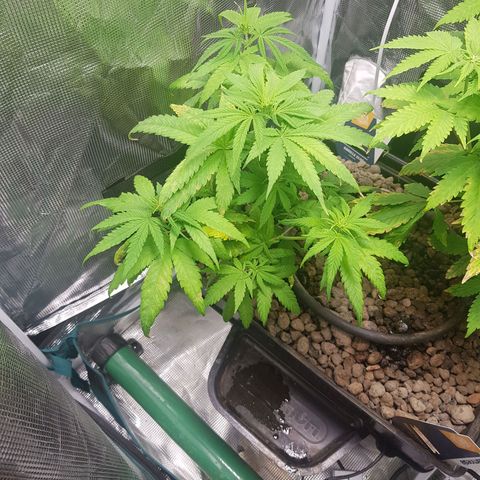 Gorilla Glue #1 growlog timeline photo