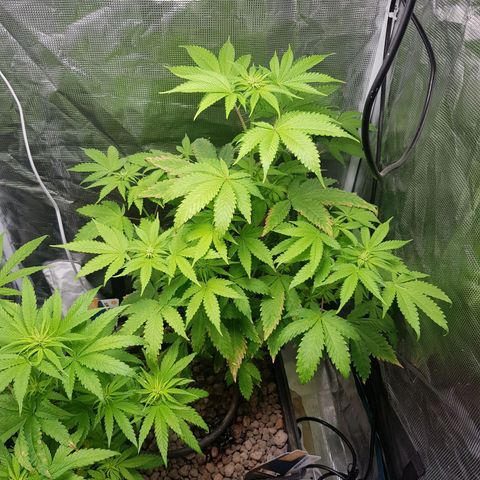 Bruce Banner 3 #1 growlog timeline photo