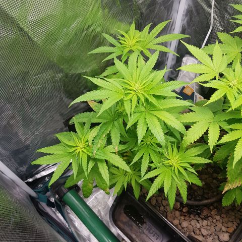 Gorilla Glue #1 growlog timeline photo