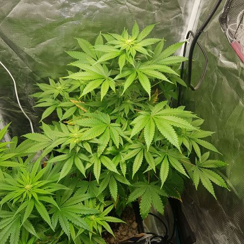 Bruce Banner 3 #1 growlog timeline photo