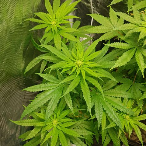 Gorilla Glue #1 growlog timeline photo