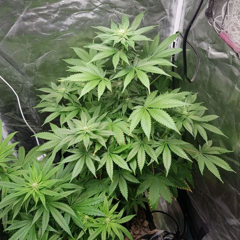 Bruce Banner 3 #1 growlog timeline photo