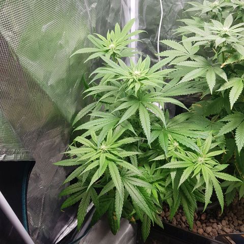 Gorilla Glue #1 growlog timeline photo