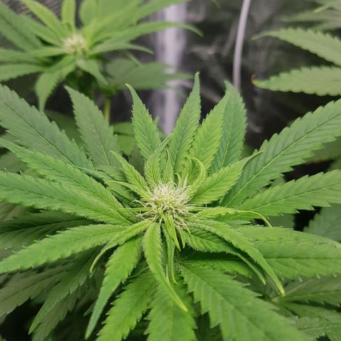 Gorilla Glue #1 growlog timeline photo