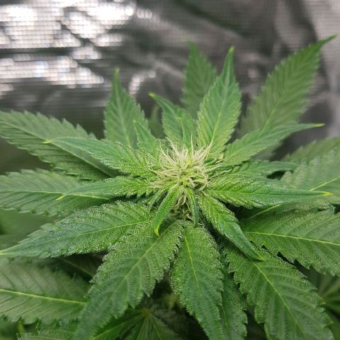 Bruce Banner 3 #1 growlog timeline photo