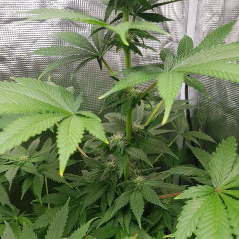 Bruce Banner 3 #1 growlog timeline photo