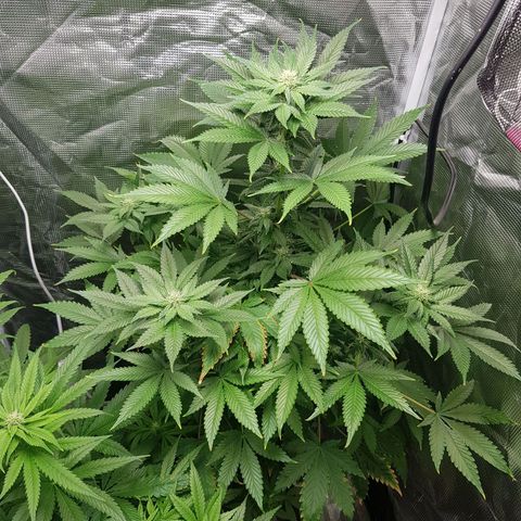 Bruce Banner 3 #1 growlog timeline photo