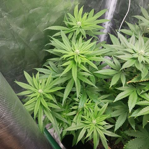 Gorilla Glue #1 growlog timeline photo