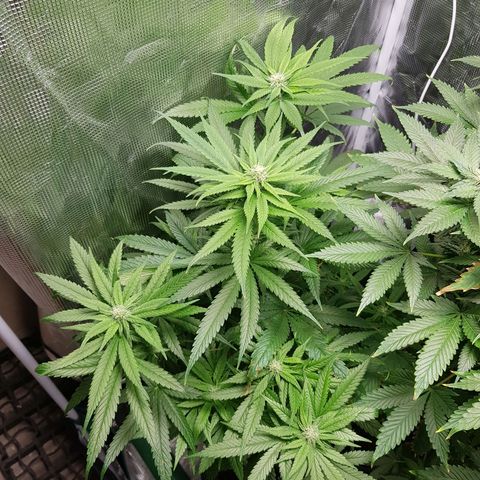 Gorilla Glue #1 growlog timeline photo