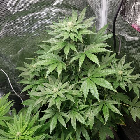 Bruce Banner 3 #1 growlog timeline photo