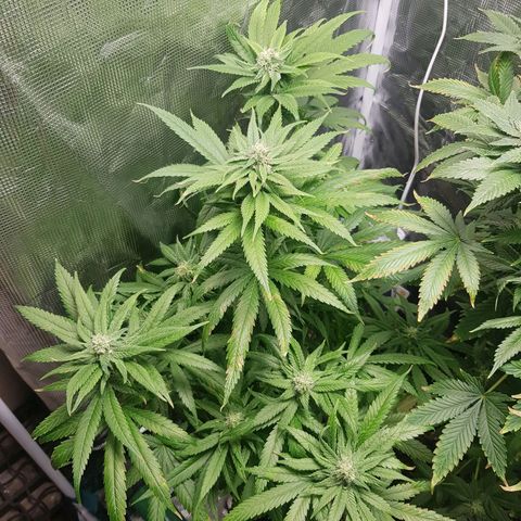 Gorilla Glue #1 growlog timeline photo