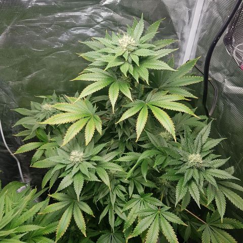 Bruce Banner 3 #1 growlog timeline photo