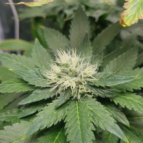 Bruce Banner 3 #1 growlog timeline photo
