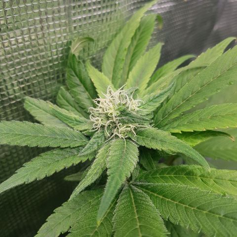 Gorilla Glue #1 growlog timeline photo