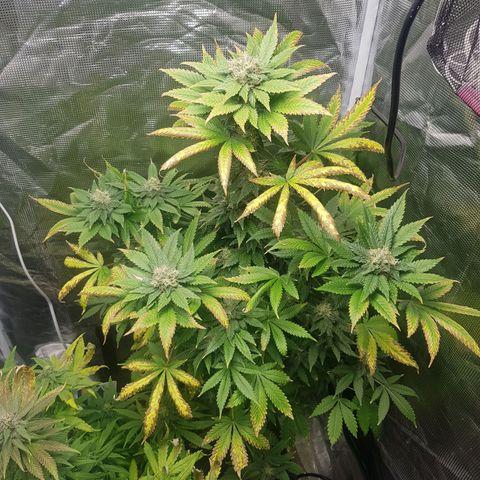 Bruce Banner 3 #1 growlog timeline photo