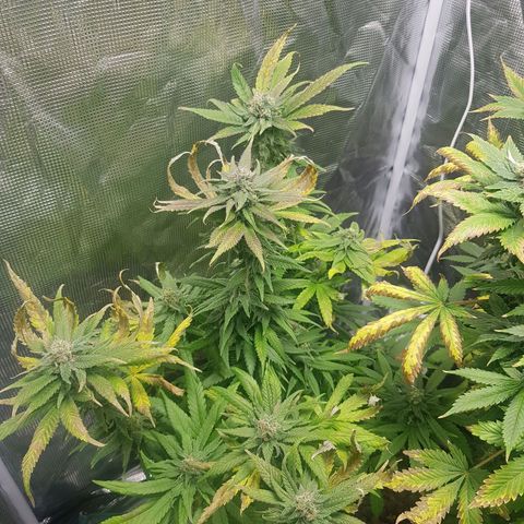 Gorilla Glue #1 growlog timeline photo