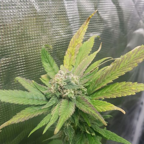 Gorilla Glue #1 growlog timeline photo