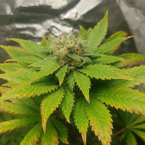 Bruce Banner 3 #1 growlog timeline photo
