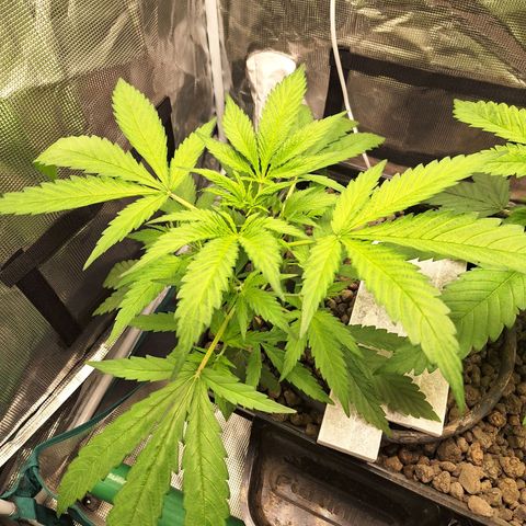 GG #4 #1 growlog timeline photo