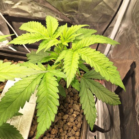 GG #4 #2 growlog timeline photo
