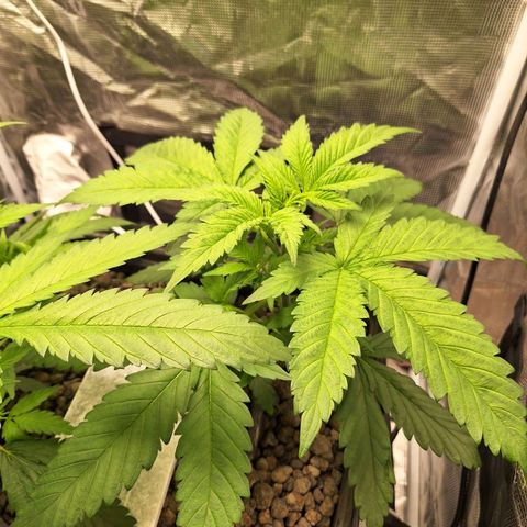 GG #4 #2 growlog timeline photo