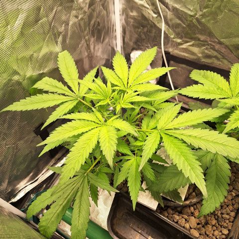 GG #4 #1 growlog timeline photo