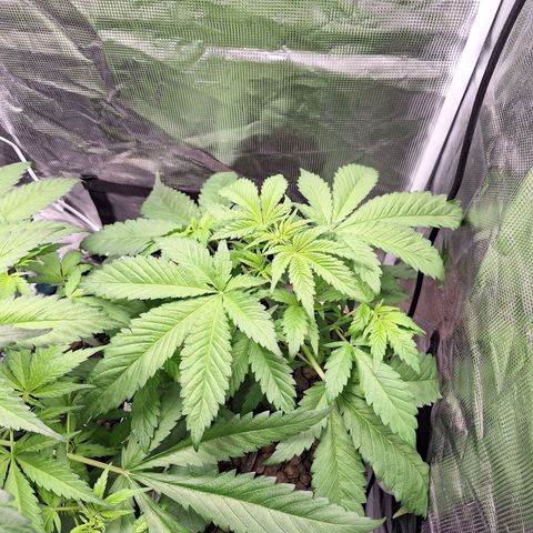 GG #4 #2 growlog timeline photo