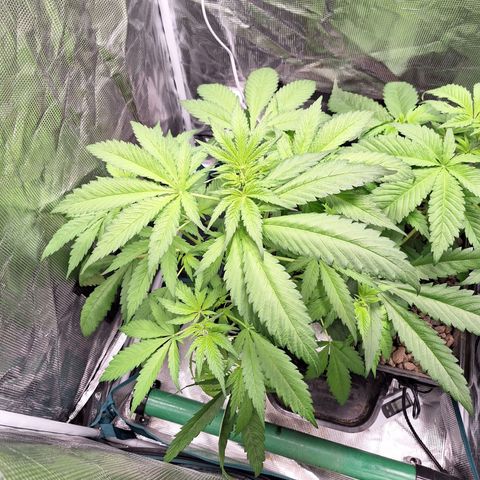 GG #4 #1 growlog timeline photo