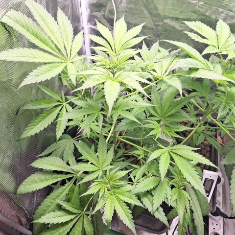 GG #4 #1 growlog timeline photo