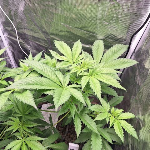 GG #4 #2 growlog timeline photo