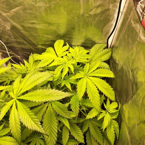 GG #4 #2 growlog timeline photo