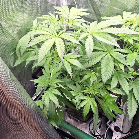 GG #4 #1 growlog timeline photo