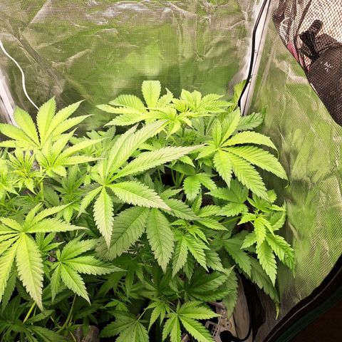 GG #4 #2 growlog timeline photo