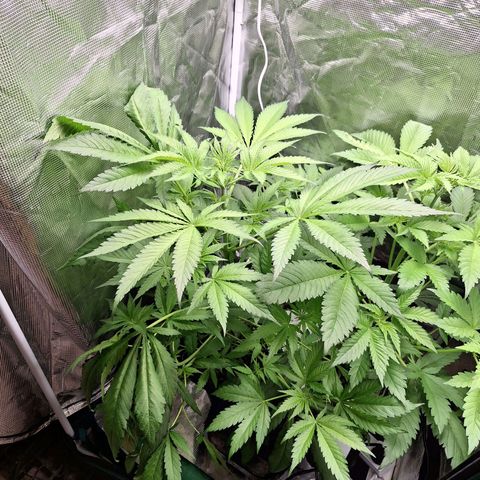 GG #4 #1 growlog timeline photo