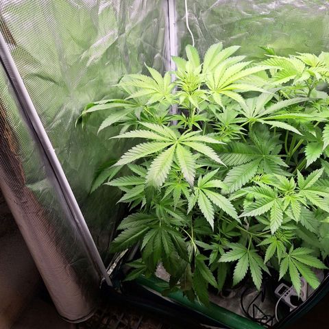 GG #4 #1 growlog timeline photo