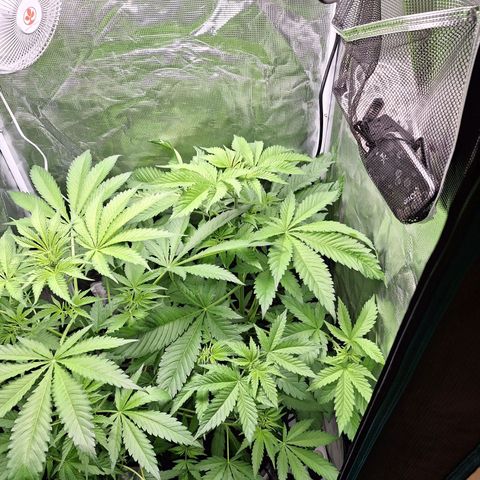 GG #4 #2 growlog timeline photo
