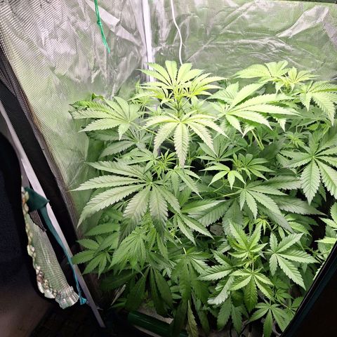 GG #4 #1 growlog timeline photo