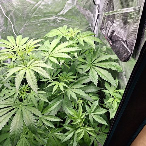 GG #4 #2 growlog timeline photo