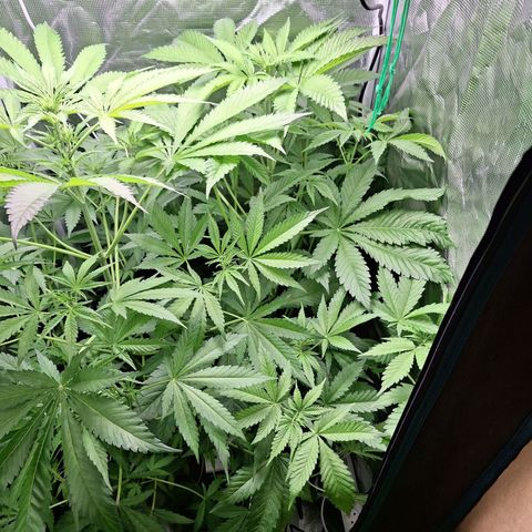 GG #4 #2 growlog timeline photo