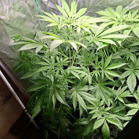 GG #4 #1 growlog timeline photo