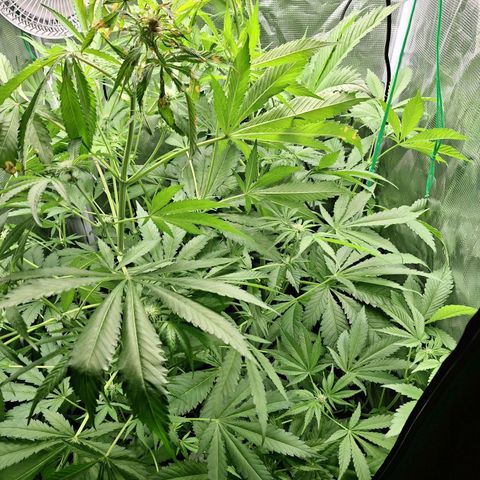 GG #4 #2 growlog timeline photo