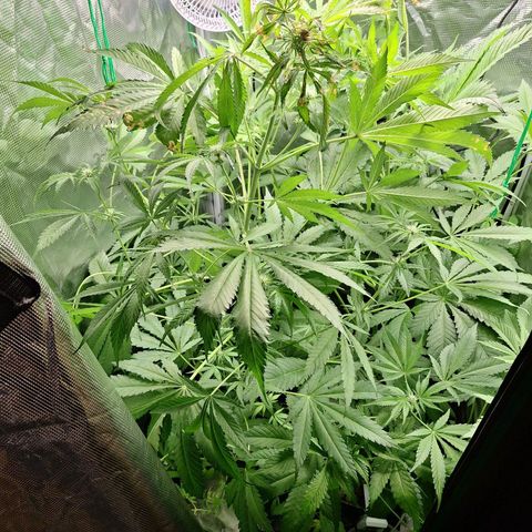 GG #4 #1 growlog timeline photo