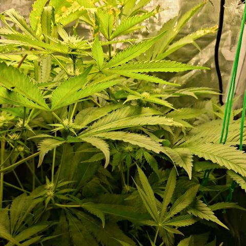 GG #4 #2 growlog timeline photo