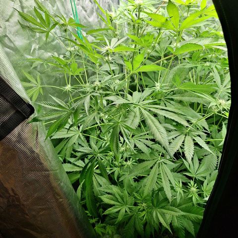 GG #4 #1 growlog timeline photo