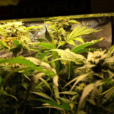 GG #4 #2 growlog timeline photo