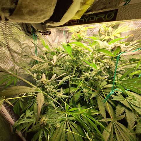 GG #4 #1 growlog timeline photo