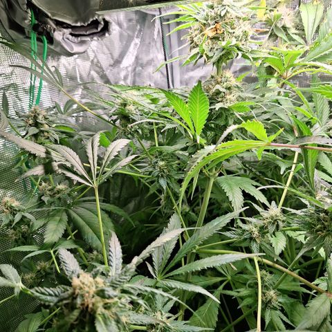 GG #4 #1 growlog timeline photo