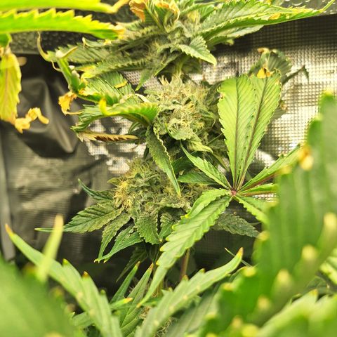 GG #4 #2 growlog timeline photo