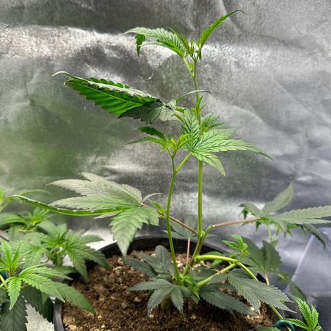 Greezy  growlog photo: LST day. (Bending method)