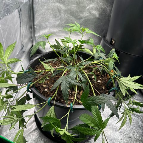Purple Crunch growlog timeline photo